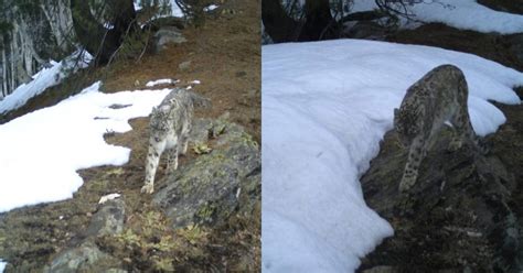 Highly Elusive Snow Leopards Caught On Camera Traps In Jammu And Kashmir's Kishtwar National Park