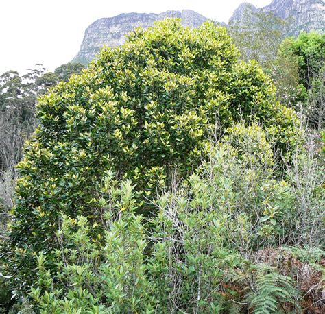 File:Curtisia dentata - Assegai tree top canopy - Table Mountain 3.JPG ...