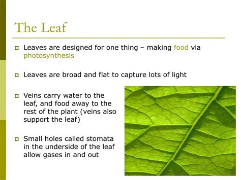 PPT - Leaf Adaptation PowerPoint Presentation, free download - ID:7093356