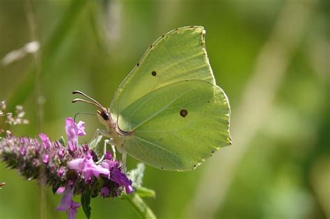 What Is the Spiritual Meaning of Brimstone? Purification!