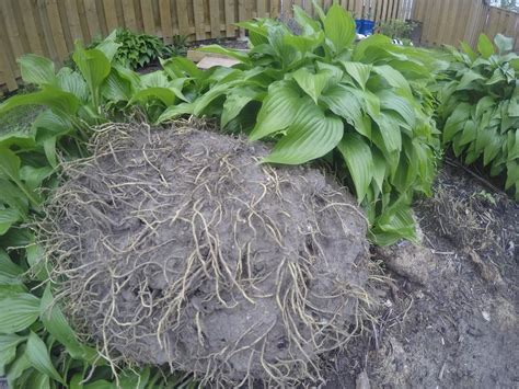 Which Hostas can I put in full sun? in the Ask a Question forum - Garden.org