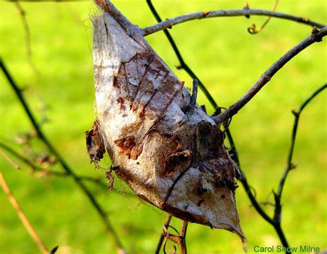 Cecropia Moth Cocoon | Project Noah