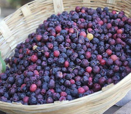 Phalsa / Indian Sherbet Berries in 2022 | Fruit, Berries, Food