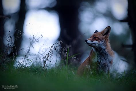 Foxes - creatures of the forest - Nikon Rumors