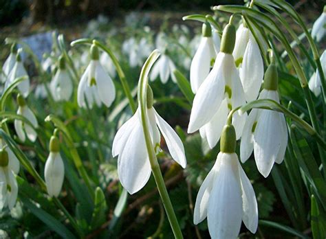 Pin von Flug Schaf auf GARDEN | Winter blumen, Pflanzen, Frühling wallpaper