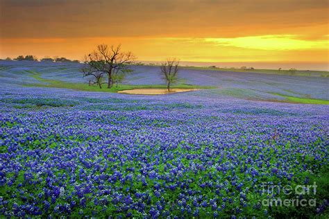 Field of Dreams Texas Sunset - Texas Bluebonnet wildflowers landscape flowers Photograph by Jon ...