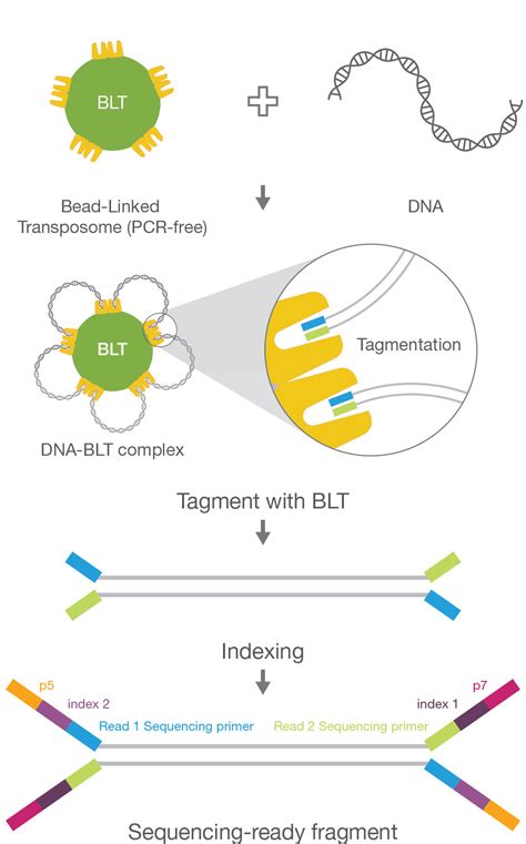 Illumina DNA PCR-Free Prep | For sensitive WGS applications