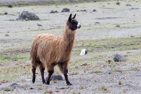 140+ Cotopaxi Wildlife Animals In The Wild Ecuador Stock Photos ...