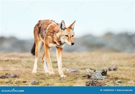 Rare and Endangered Ethiopian Wolf in the Highlands of Bale Mountains ...