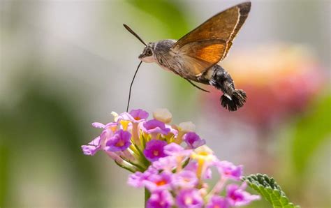 Hummingbird Hawk-Moth (Macroglossum Stellatarum) - Glenlivet Wildlife