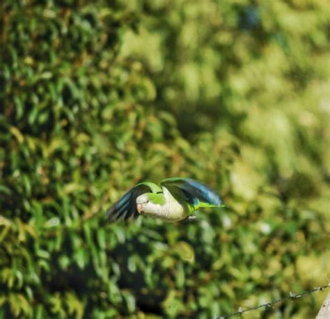 60+ Yellow Quaker Parrot Stock Photos, Pictures & Royalty-Free Images - iStock