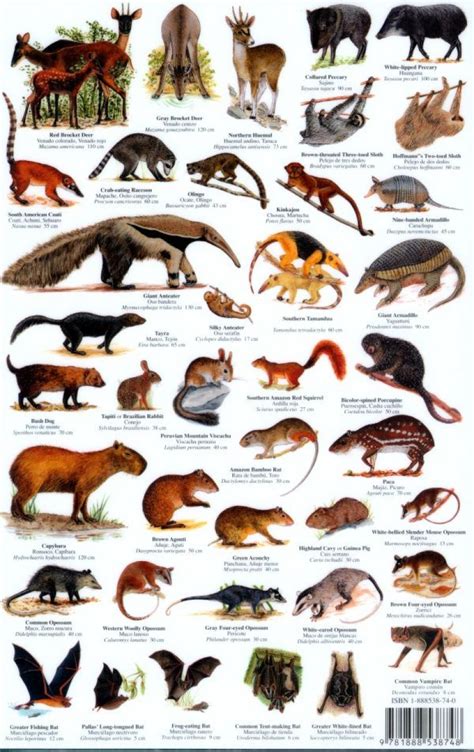 Peru Mammals Guide / Mamiferos: Mark Wainwright: NHBS