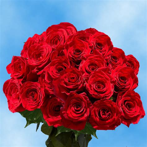 Globalrose Fresh Red Color Roses (100 Stems)-100-red-roses-md - The ...