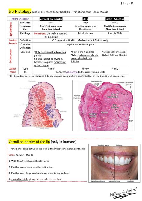 Handout of Oral Mucosa Histology