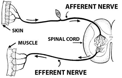 Difference between Afferent and Efferent | Ap psych, Neurons, Nerve fiber