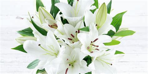 What are the best sympathy flowers? | Appleyard Blog