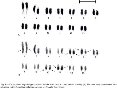 Reproduction - The Jumping Spider Resource