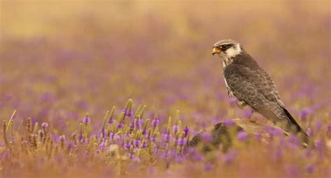 Witness the annual Amur falcon migration in Nagaland, Manipur and Assam ...