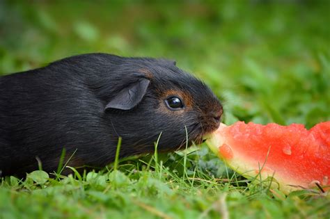 1280x1024 wallpaper | black guinea pig eating a watermelon | Peakpx