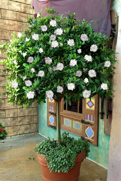 Buy August Beauty Gardenia | FREE SHIPPING | Wilson Bros Gardens | 5 Gallon Tree Form