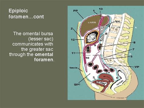 The peritoneum General features The peritoneum is a