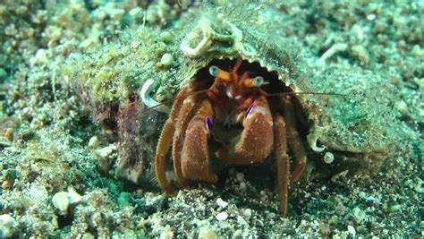 Hermit Crab (Pagurus Sp.) Appear Of Its Shell, Medium Shot. Stock Footage Video 13508381 ...