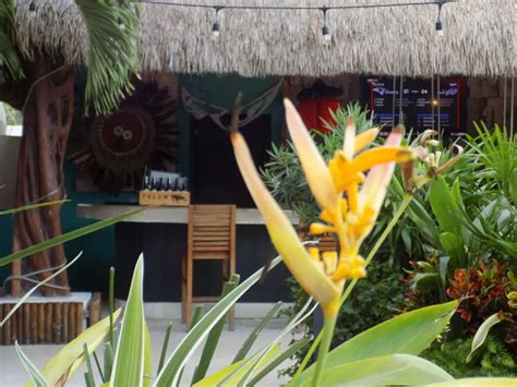 Mayan Monkey- the most instagrammable hostel in Tulum- review