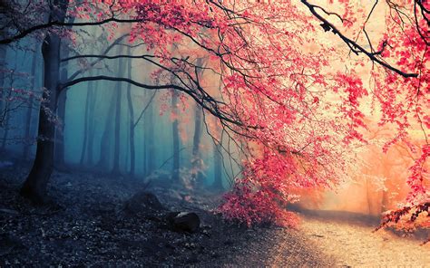 Autumn Misty Forest Path - HD Wallpaper