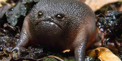 Meet The World's Grumpiest Frog - The Dodo