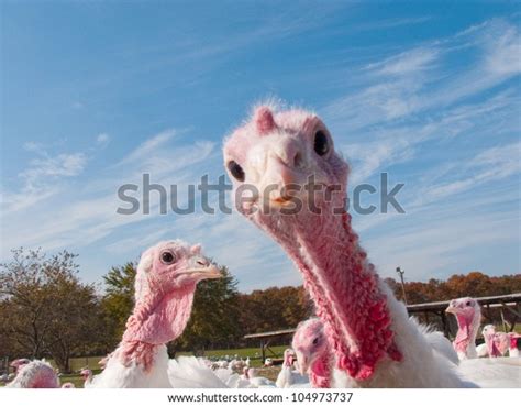 Turkey Farm Stock Photo (Edit Now) 104973737