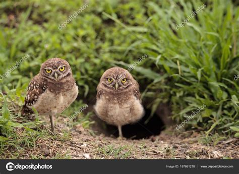 Family Baby Burrowing Owls Athene Cunicularia Perched Burrow Marco ...