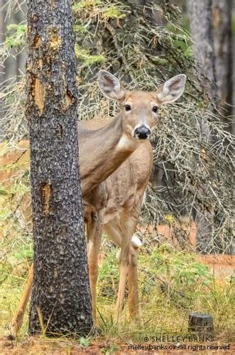 Prairie Nature: White-tailed Deer: Hunting Season (Is it safe to come out???)