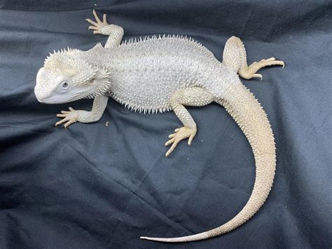 10 Bearded Dragon Morphs & Colors (#10 IS SUPER RARE)