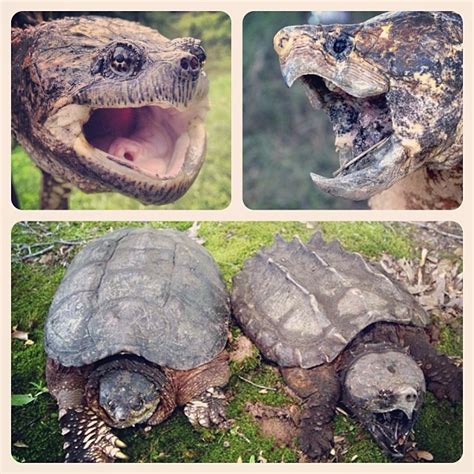 Common vs Alligator Snapping Turtle! | Common vs Alligator S… | Flickr