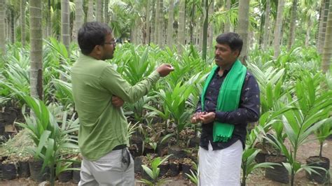 Preparation to plant Areca Nut plants | Plantation Method of Areca Nut ...