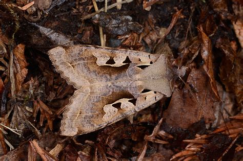 Moths of Japan (2012-2013) | Flickr