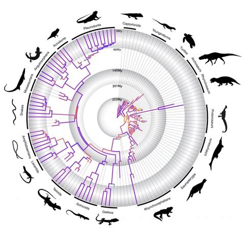 A Timeline On The Evolution Of Reptiles – The Tortoise Guy