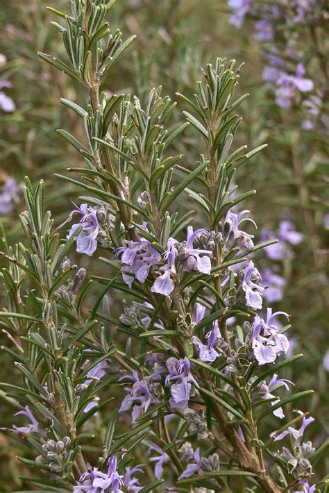 Rosemary | Description, Plant, Spice, Uses, History, & Facts | Britannica