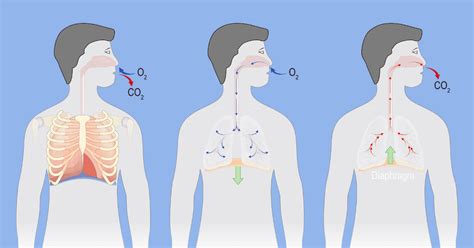 Normal Breathing and Respiration: An Overview (2024)