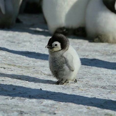 March of the Penguins 2: Exclusive Look at Fuzzy Baby Penguins