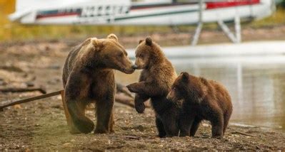 What Do Grizzly Bears Eat? And Other Fascinating Bear Facts - Wide Open ...