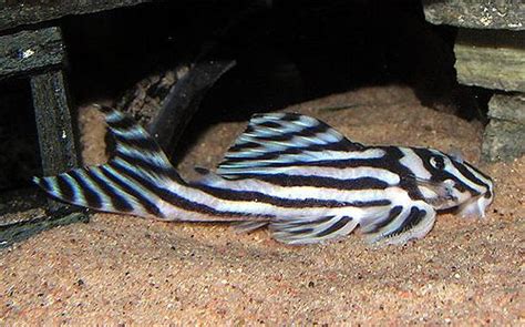 Zebra pleco - Alchetron, The Free Social Encyclopedia