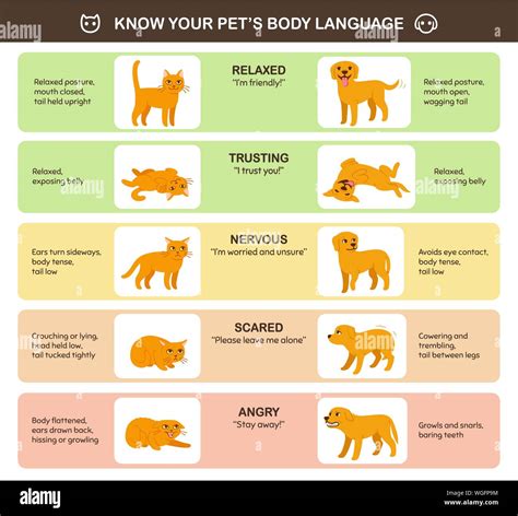 Cat and dog body language comparison, educational infographic chart. Feline and canine emotions ...