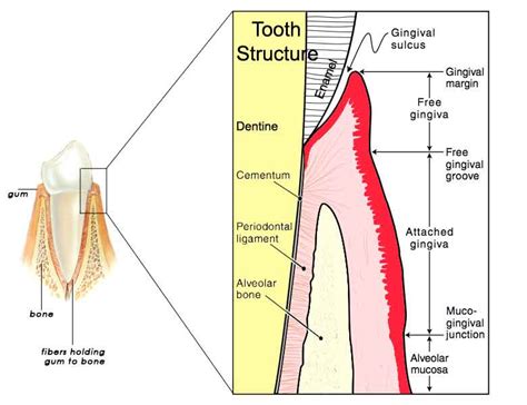 Gum Anatomy – prestige-dental-care.com.my