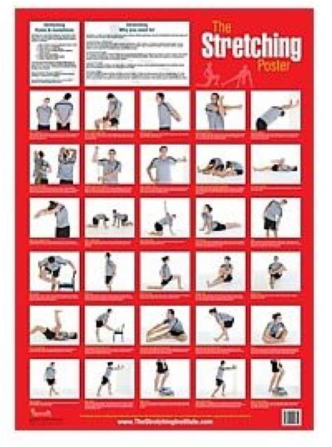 The Stretching Poster #DynamicStretching | Dynamic stretching ...