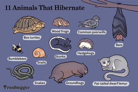 11 Animals That Hibernate Besides Bears