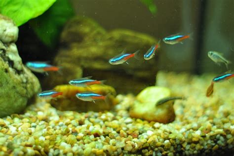 15 Best Fish For Small Tanks (With Pics!) - FishLab.com