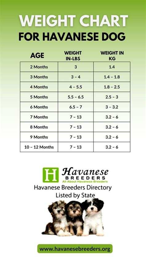 Weight Chart for Havanese Dog. All about Havanese Breed Dog | Havanese ...