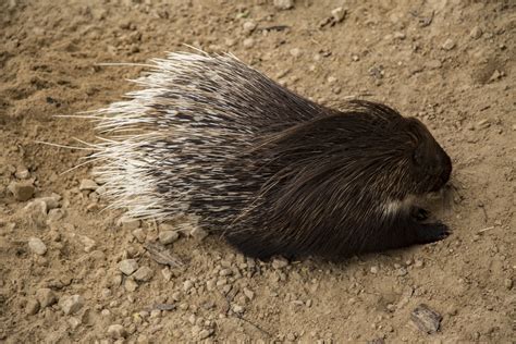 African,africa,crested,porcupine,cristata - free image from needpix.com