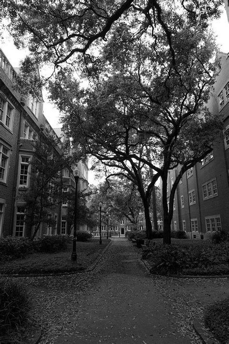 University of Florida Campus Photograph by Jeff Gale - Fine Art America